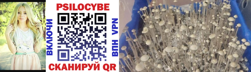 Галлюциногенные грибы Cubensis Дудинка